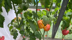 Дневник моих огородных дел. 12 августа 2025 года