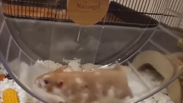 Бегущий хомяк.