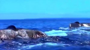 НИКОГДА... НИКОГДА... - ХОРОШАЯ ЖИЗНЕННАЯ ПЕСНЯ И ПРОСТО ВИДЕО ОКЕАН ( ВНЕ ТЕМЫ ) ОЧЕНЬ КРАСИВО! 💥