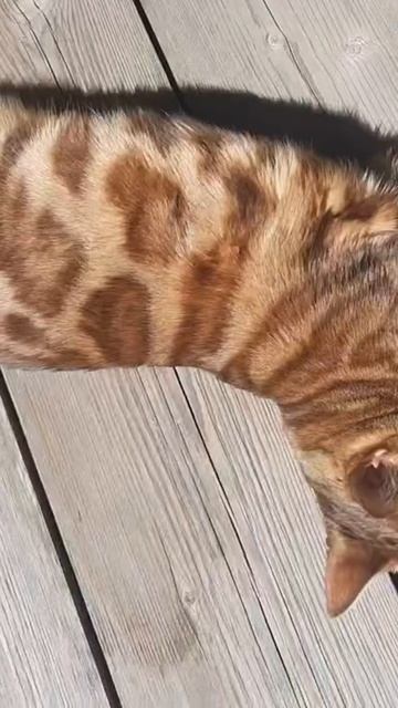 Йога. Древнее знание в 21 в.