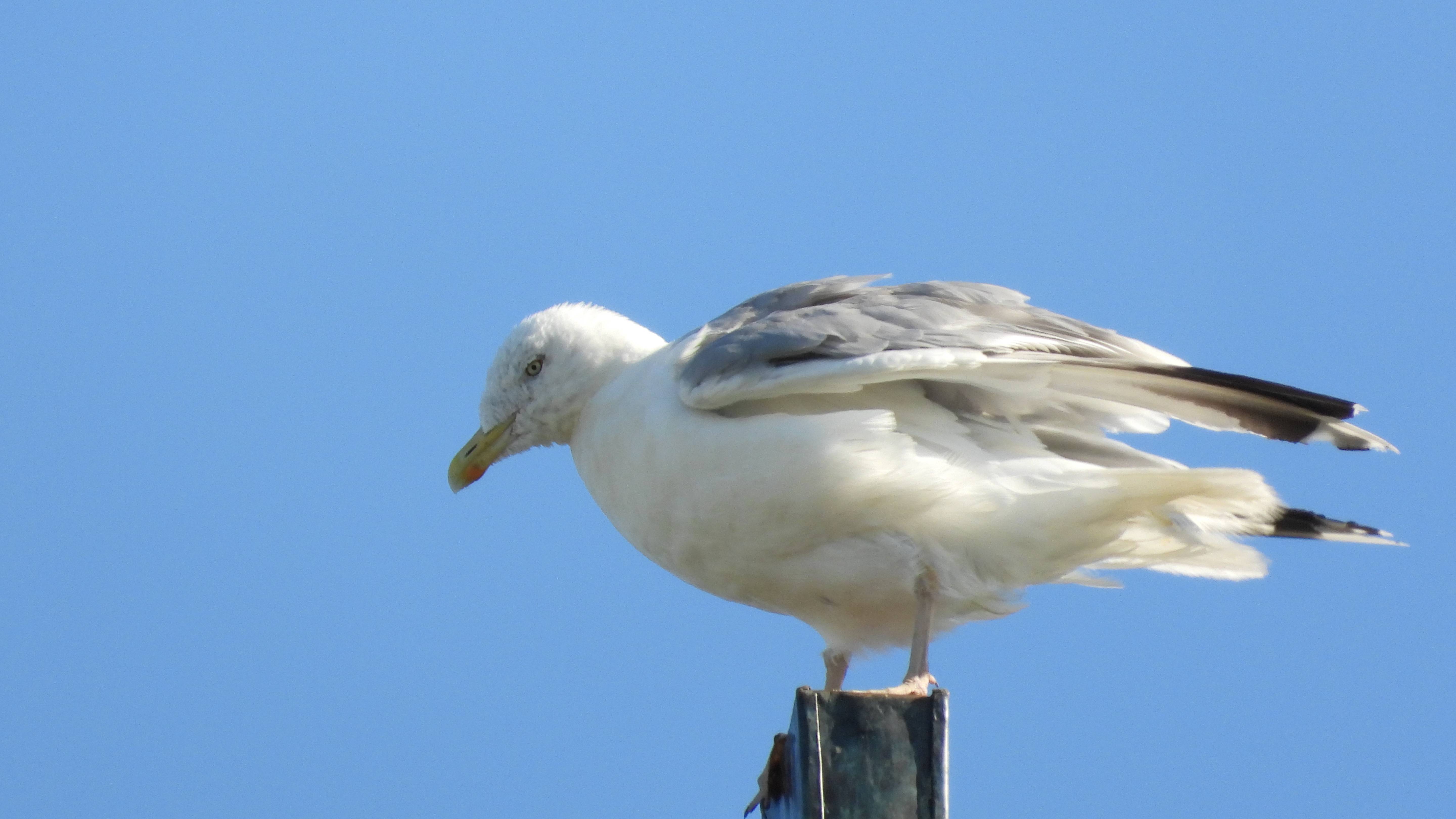 Серебристая Чайка чистит пёрышки сидя на кресте, Антониев монастырь, 13 августа 2025 смотреть онлайн