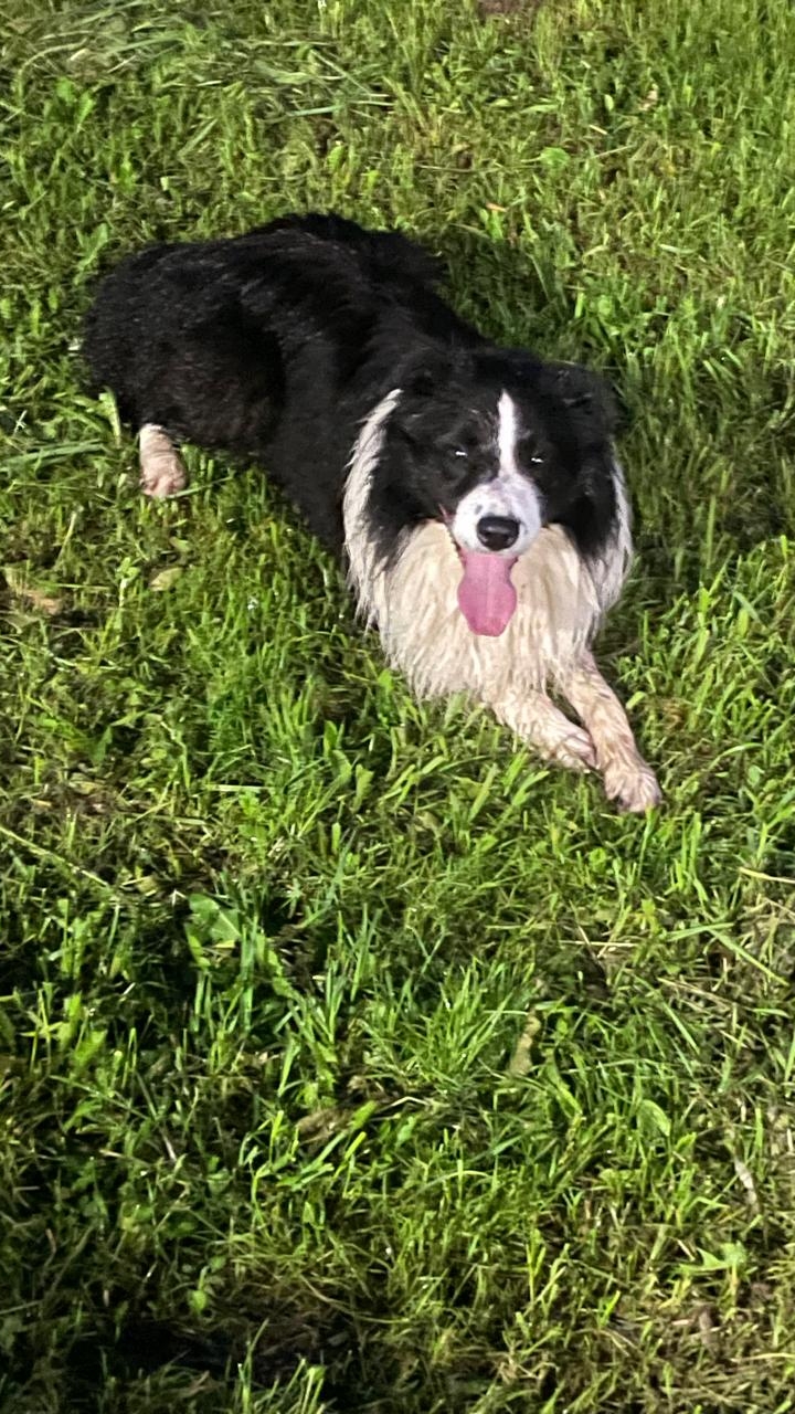 Бордер Колли нашел большую лужу _ Бордер в лужу сел)