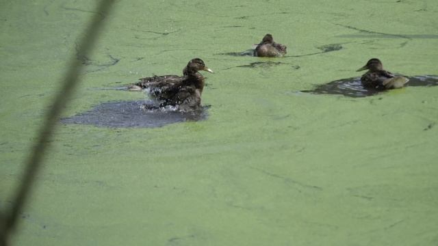 веселые утки