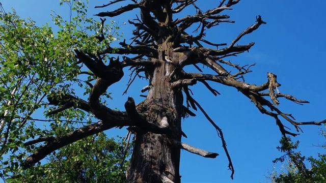 Каменный город (Чёртово городище). Пермский край смотреть онлайн