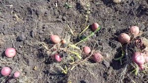 Шарвари Пирошка, красивый, вкусный, рассыпчатый сорт картофеля. Засухи не испугался