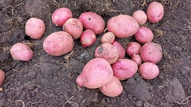 Любителям жареной картошки))) Сорт Эволюшн.