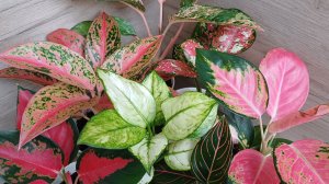 Ну какова красота...🌹🌿🌹🌿🌹