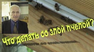 🍯 Что делать, если пчёлы злые? Проверенные способы от эксперта