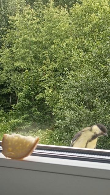 Попытка приручить ...