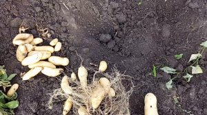 La ratte, Ратти (крысеныш). Оригинальный сорт картофеля из Франции. Симпатяга))