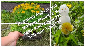 Сколько бархатцев можно посеять в один контейнер? Да больше 100 или 1000 и все вырастут!