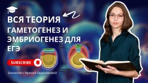 Весь ГАМЕТОГЕНЕЗ и ЭМБРИОГЕНЕЗ для ЕГЭ 2026 по биологии