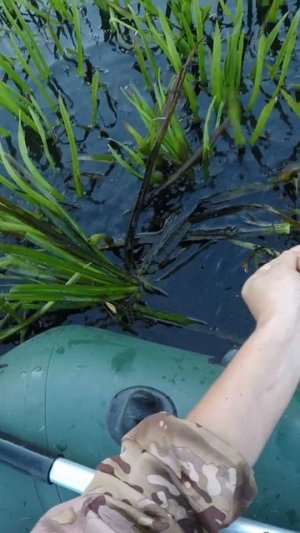 Ловля на кружок #fishing #рыбалка #отдых #fish #хищник #щука #щуканажерлицы