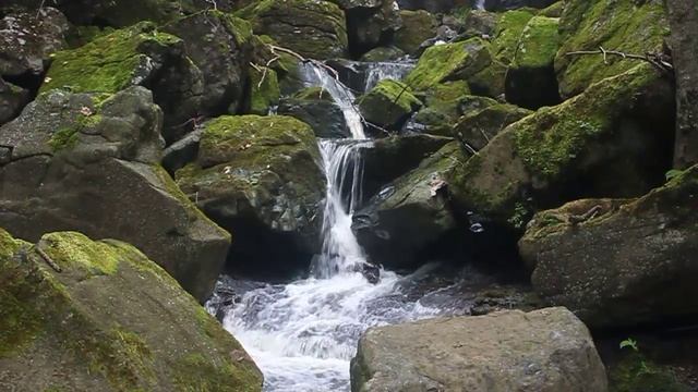 Выхухоль. "Великое Путешествие"
