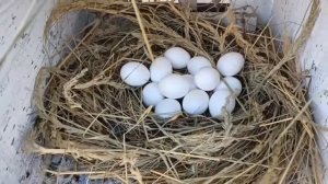 КУРЫ ЗАВАЛИЛИ ЯЙЦОМ!!! ЧТО Я СДЕЛАЛ!!! 11.08.2025 год.