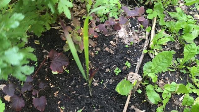 Дачные обработки и подкормки смотреть онлайн