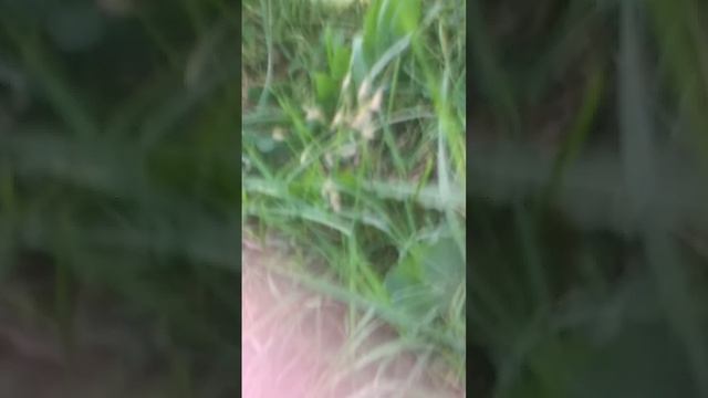 погоня за женей