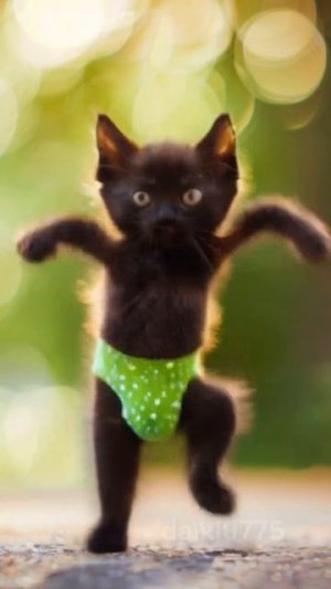 Кот нейросеть танцует