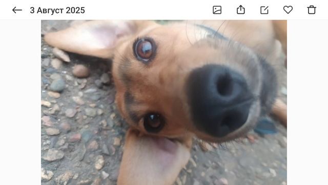 моя смешная собака смотреть онлайн