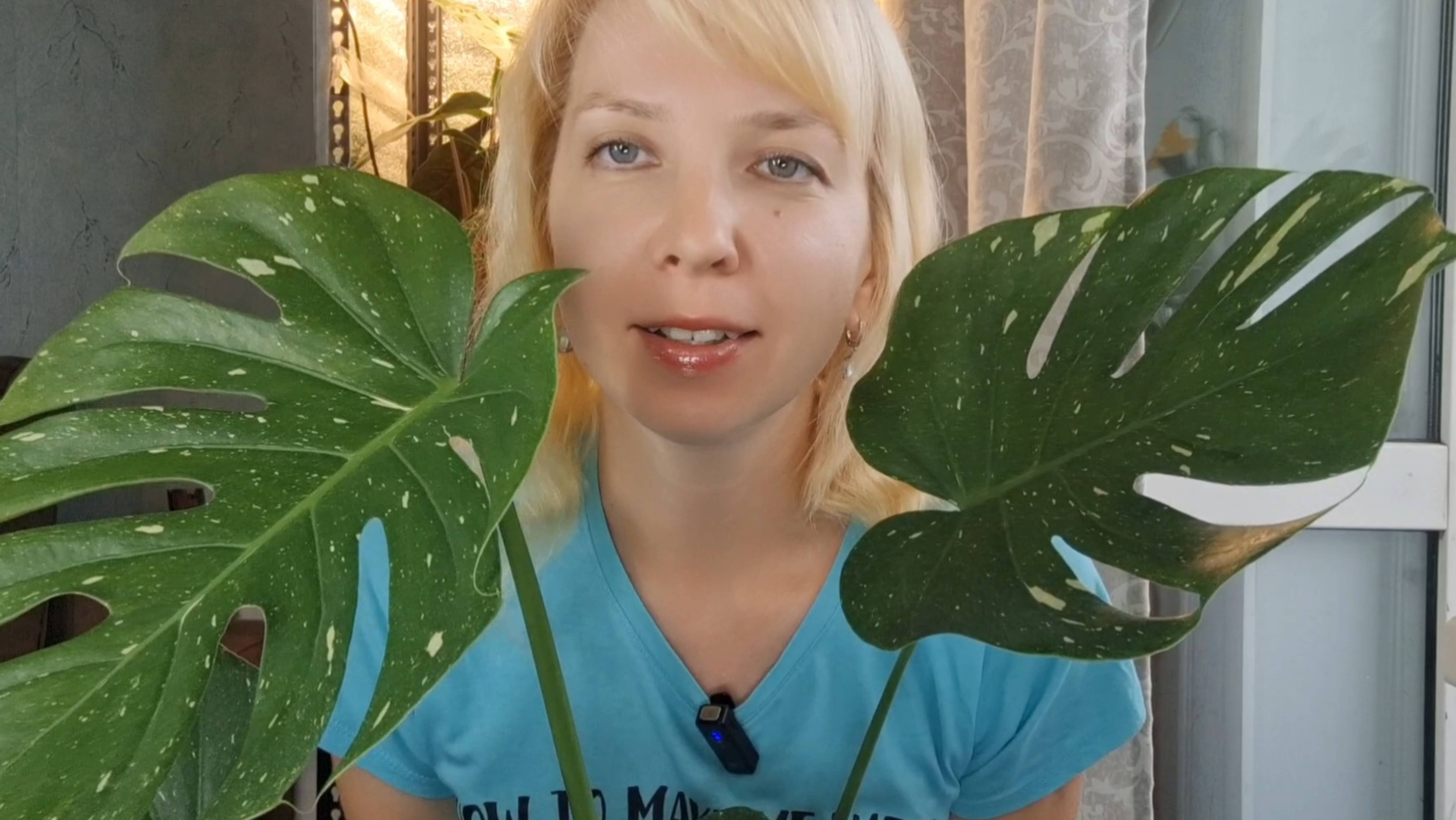 Черенкую монстеру Тайское Созвездие смотреть онлайн