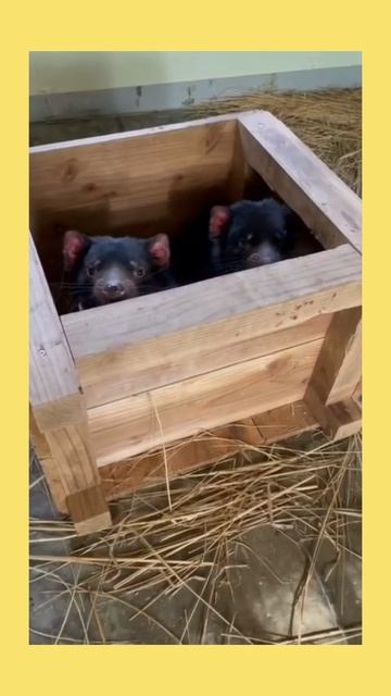 обспугался👻