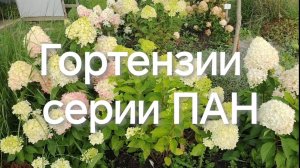 Мои гортензии серии пан