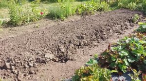 Готовлю грядки под клубнику
