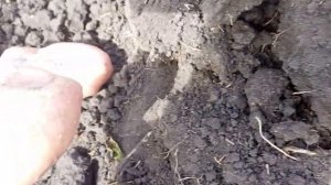 Сарпо-мира. Знаменитый сорт картофеля, который не поражается фитофторой.