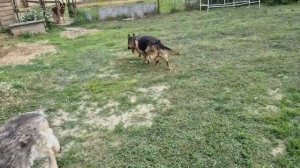 овчарка Егоза, июнь 2025