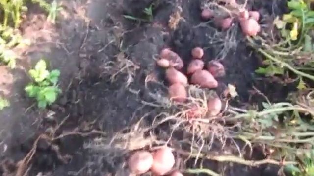 Сорт картофеля Родриго (Родрига). Хороший сорт. Засуху пережил)))