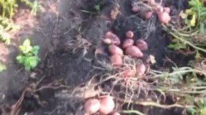 Сорт картофеля Родриго (Родрига). Хороший сорт. Засуху пережил)))