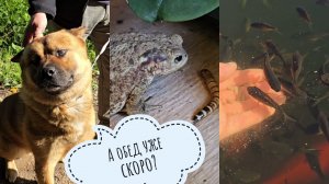 Кормим Пса Кубика, маленьких рыбов и жабу Наську: все ручные и нас дружат. Ванночка для жабов
