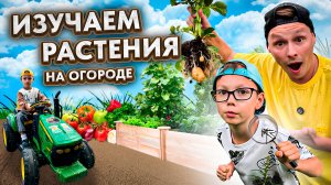 ИЗУЧАЕМ РАСТЕНИЯ НА ОГОРОДЕ | ОТКУДА БЕРУТСЯ ЧИПСЫ