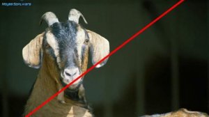 Далеко_ далеко... на лугу пасутся ко…