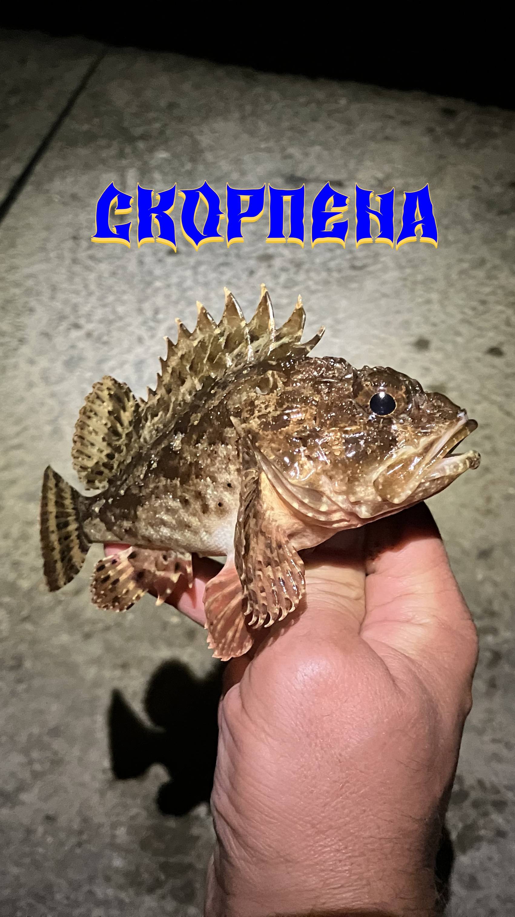 Черноморская скорпена ёрш смотреть онлайн