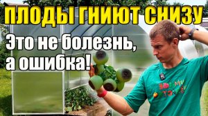 Плоды гниют снизу? Это не болезнь — а ошибка!