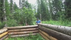 ЗАБРАЛИСЬ В ДИЧАЙШИЕ ДЕБРИ, НЕТ СВЯЗИ И ЛЮДЕЙ. РУБКА БРЕВЕНЧАТОЙ ИЗБЫ ИЗ ВЕТРОВАЛА. РАЗГУЛ СТИХИИ.