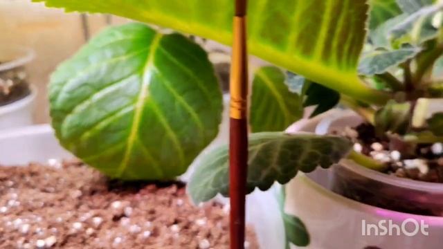 счастливые котики 😍🐱 мой вечерний цветущий балкон 😊💕счастье есть 🙏😍🤗 смотреть онлайн