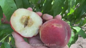 Сладкий беломякотный персик Манон (29 июня 2025) Кубань