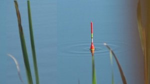 Рыбалка 12 августа на поплавок на линя в зарослях рогоза и тростника и около него