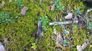 Заехала в лес посмотрела как там дела И пустая Я оттуда не уехала с открытием сезона меня