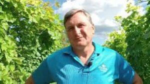 Виноградник на 13 августа 2025г