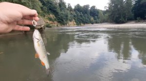 Рыбалка голавль на спининг по горной реке.