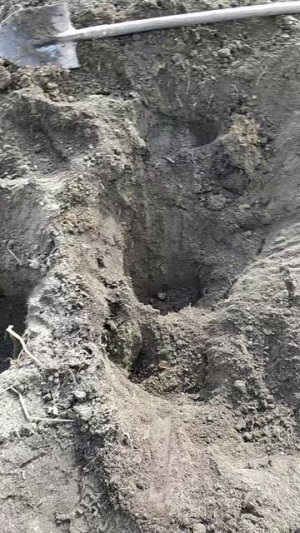 Хотела мышей извести, а в итоге лишнюю работу нашла.