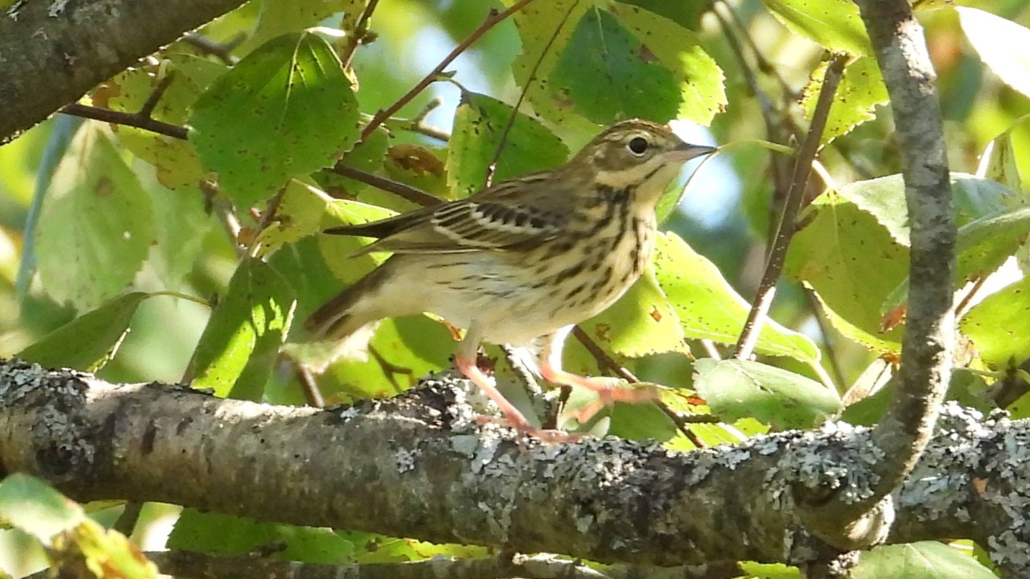Лесной Конёк, наблюдение птиц в Новгородской области, Посёлок Заречный, 14 августа 2025 смотреть онлайн