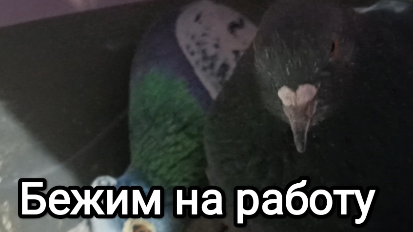 14-08-2025. Бежим на работу.