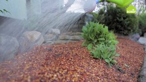 Как МУЛЬЧИРОВАТЬ посадки. Мульчирование земли шелухой кедрового ореха. Советы и хитрости для сада