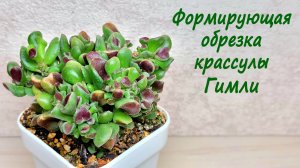 Формирующая обрезка крассулы Гимли