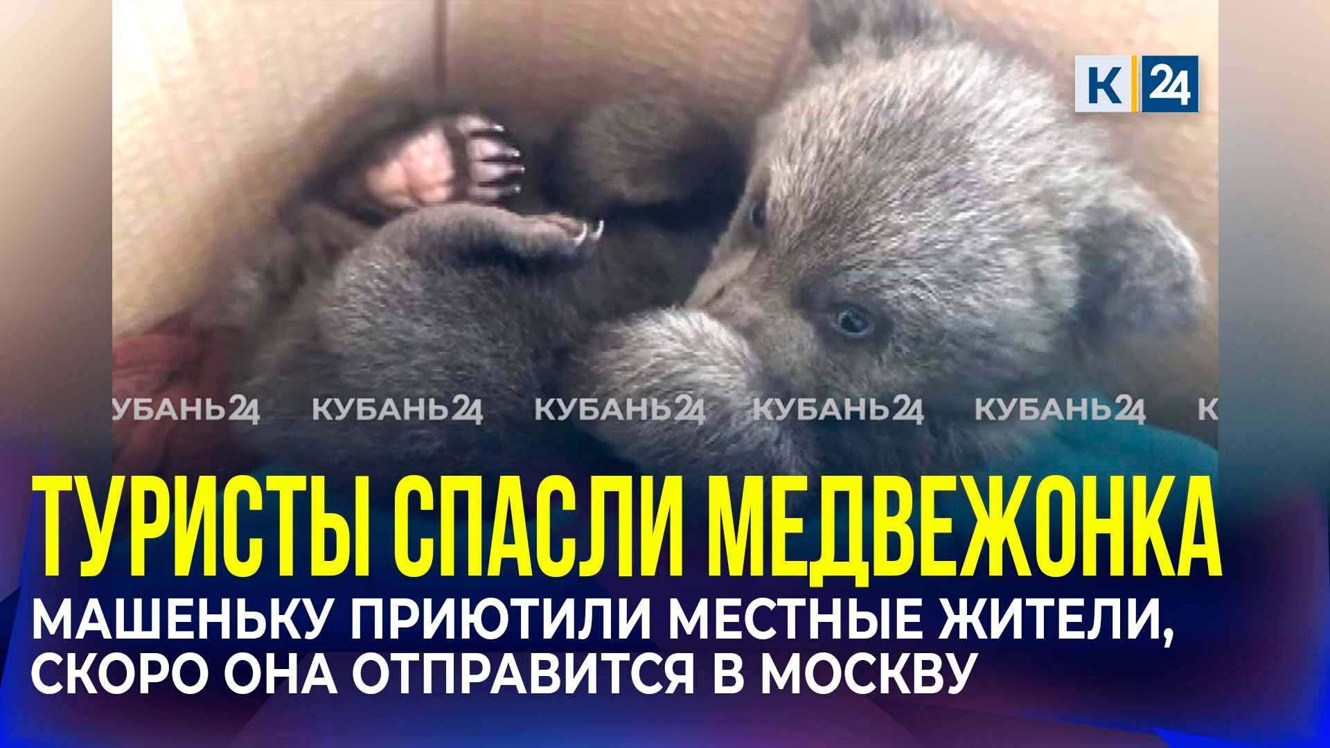 Найденного туристами медвежонка приютила семья из Апшеронского района смотреть онлайн