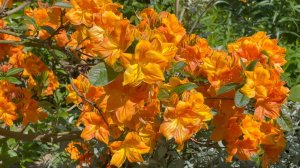 Июнь в Саду 16 июня 2025 часть 3